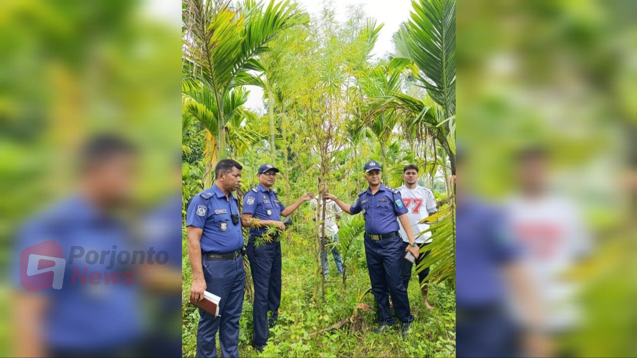 সুপারি বাগানের আড়ালে গাঁজা চাষ, ভূরুঙ্গামারীতে পুলিশের অভিযানে ৪টি গাঁজা গাছ জব্দ