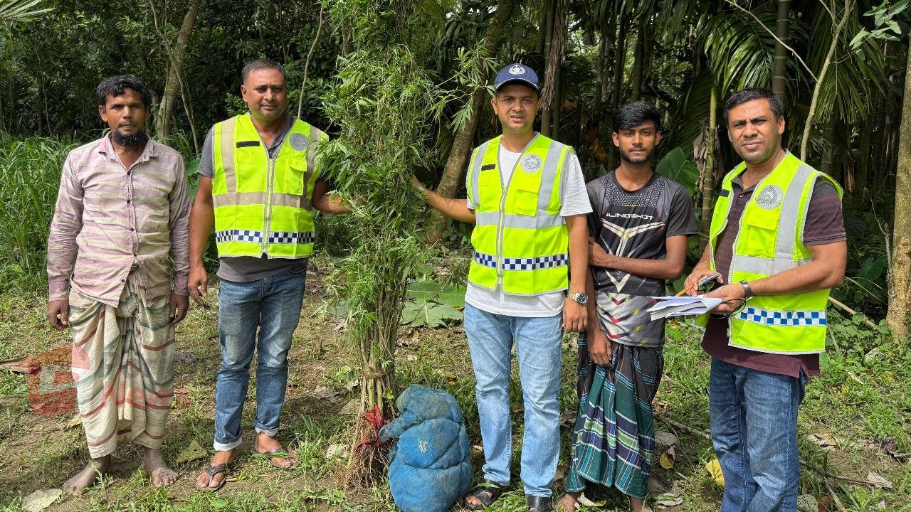 ভূরুঙ্গামারীতে গ্রীনহাউজে গাঁজা চাষ, পুলিশের অভিযানে অর্ধশতাধিক গাছ উদ্ধার